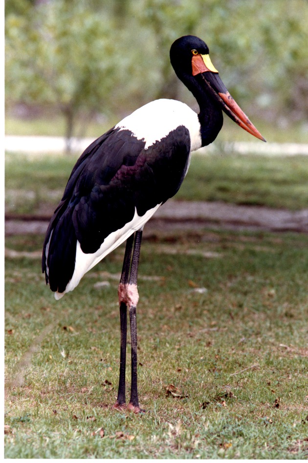 Saddle-billed stork standing in its habitat field at Miami Metrozoo