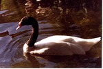 Black-necked swan swimming in its habitat pool at Miami Metrozoo