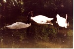 Three black-necked swans swimming in their habitat pool at Miami Metrozoo