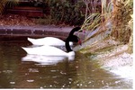Two black-necked swans swimming towards the edge of their habitat pool at Miami Metrozoo