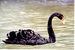 Black swan swimming in its habitat pool at Miami Metrozoo