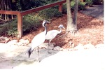 Two Demoiselle cranes walking down the path at Miami Metrozoo