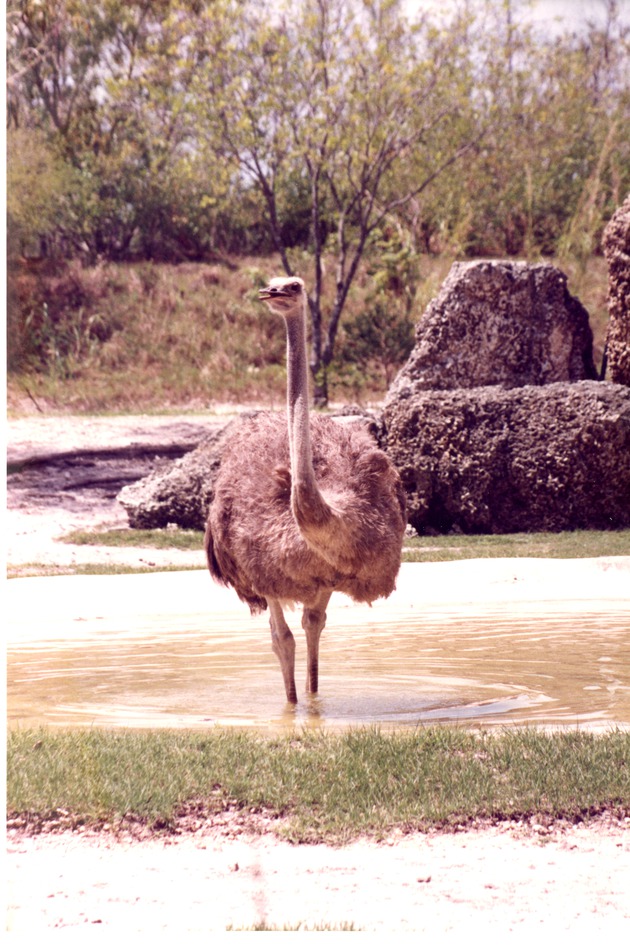 Female Ostrich wading through its habitat pool at Miami Metrozoo