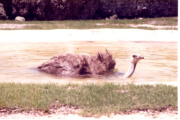 Female ostrich swimming through its habitat's pool at Miami Metrozoo