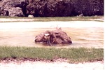 Female ostrich swimming in its habitat's pool at Miami Metrozoo