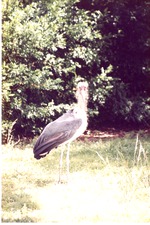 Marabou stork standing in the grass in its habitat at Miami Metrozoo