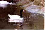 Black-necked swan swimming through its habitat's pool at Miami Metrozoo