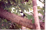 Southern white-necked Mynah on a branch in its habitat at Miami Metrozoo