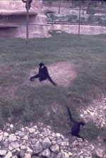 Two black gibbons playing on the hillside in their habitat at Miami Metrozoo