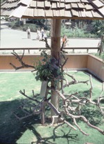 [1970/1990] Koala curled in the branches of its play structure at Miami Metrozoo