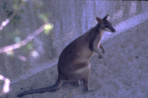 Wallaby walking through its habitat at Miami Metrozoo