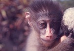 [1970/1990] Young Mandrill monkey at Miami Metrozoo