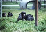 Small tribe of chimpanzees in a field of their habitat at Miami Metrozoo