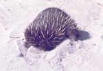 Echidna burying its head in the sand in their habitat at Miami Metrozoo