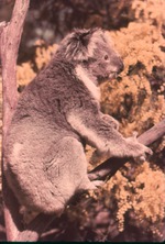 [1970/1990] Koala resting on a branch eating leaves at Miami Metrozoo