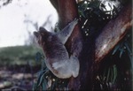 Koala hanging on the side of a tree at Miami Metrozoo