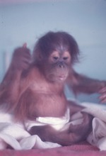 Young orangutan in a diaper resting in towels at Miami Metrozoo
