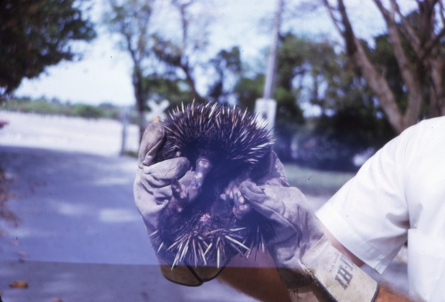 Echidna being held by a zookeeper at Miami Metrozoo