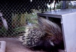 African crested porcupine standing next to a metal structure at Miami Metrozoo