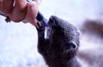 Baby Cuban hutia being bottle fed by a Miami Metrozoo zookeeper