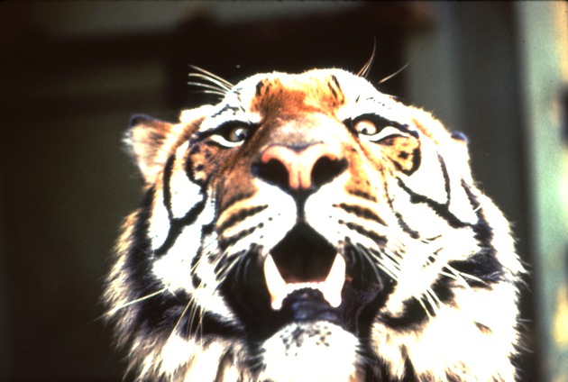Close-up of a Bengal tiger at Miami Metrozoo
