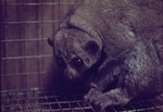 Potto primate in a cage at Miami Metrozoo