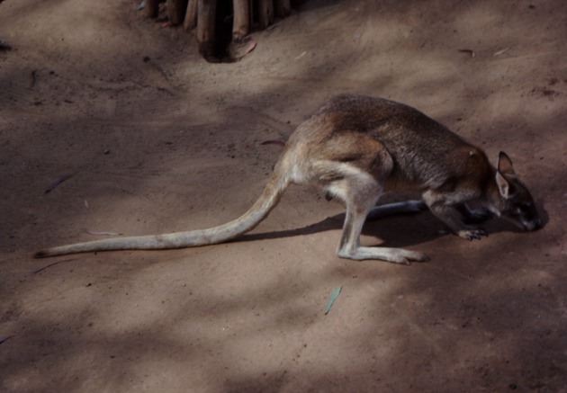 Red kangaroo sniffing at the ground at Miami Metrozoo