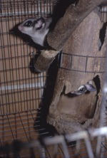 Two sugar gliders climbing on habitat structure at Miami Metrozoo
