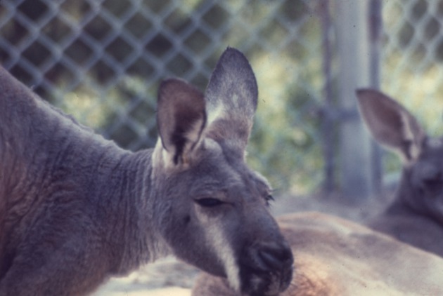 Close-up of a red kangaroo with another pictured in the background at Miami Metrozoo