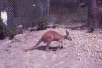 Red kangaroo standing in the gravel and sand in its habitat at Miami Metrozoo