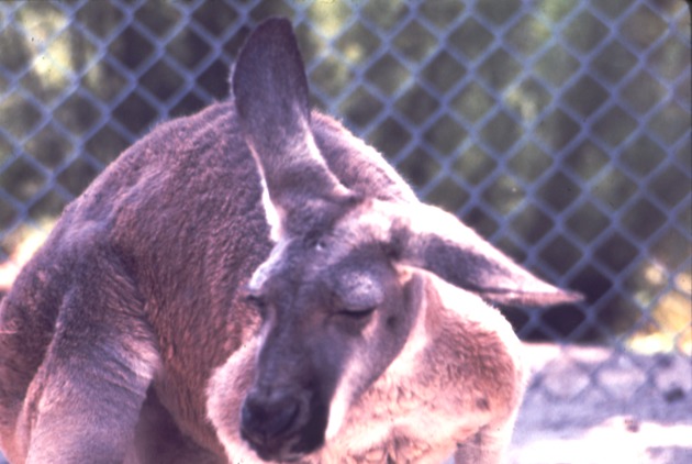 Close-up of a red kangaroo quirking its head at Miami Metrozoo