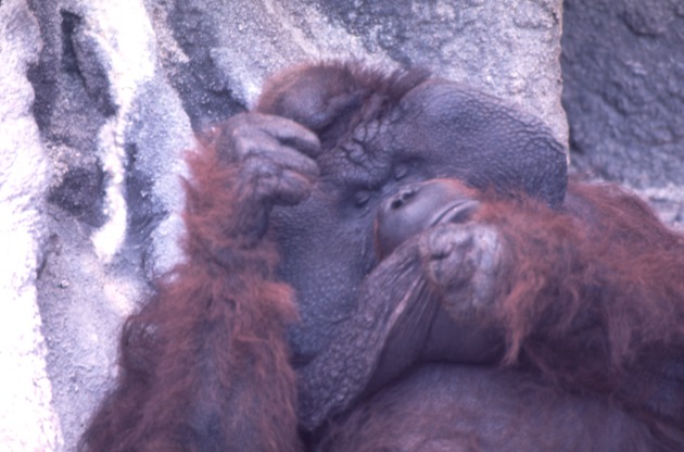 Bornean orangutan pulling at its skin in its habitat at Miami Metrozoo