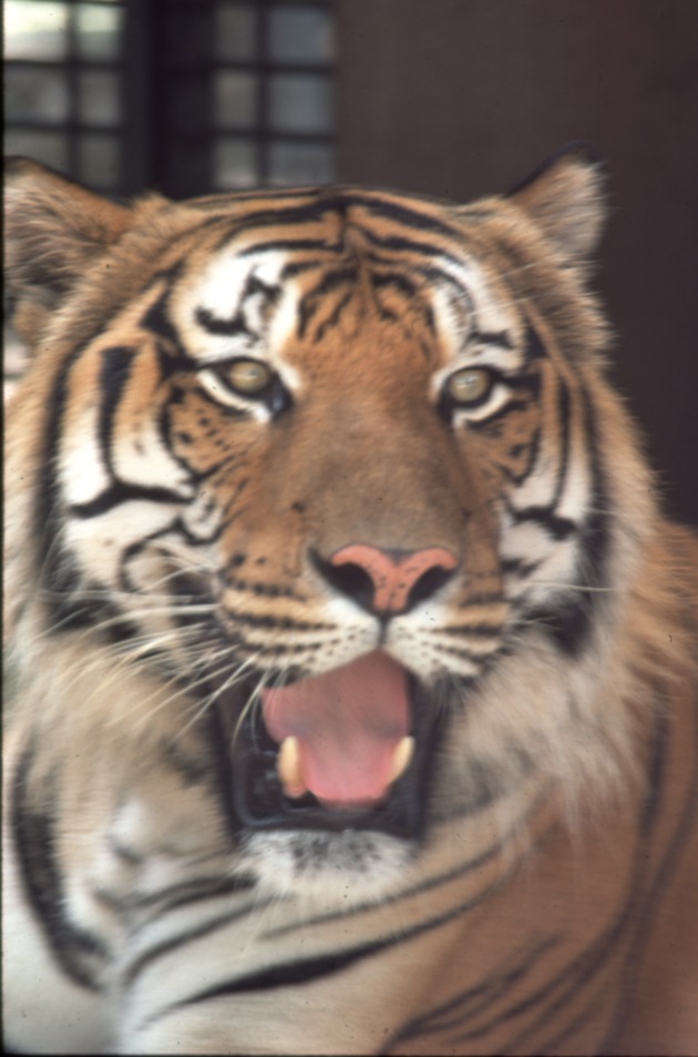 Close-up of an open-mouthed tiger at Miami Metrozoo