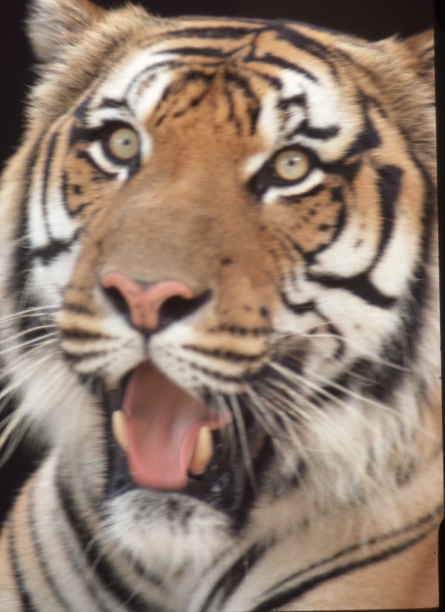 Close-up of a tiger open-mouthed at Miami Metrozoo