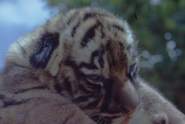 Infant tiger being held by a zookeeper at Miami Metrozoo