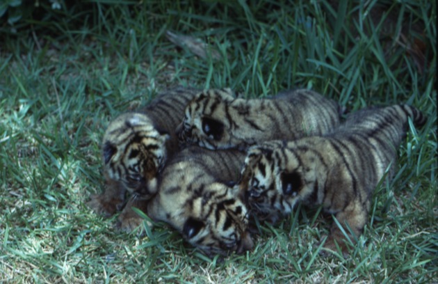 Four infant tigers cuddled together at Miami Metrozoo