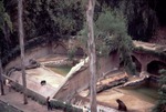 [1970/1990] Two bears resting in individual habitats as seen from above being visited at Miami Metrozoo