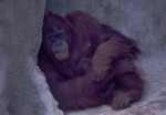 Bornean orangutan and her young leaning against a rock face at Miami Metrozoo