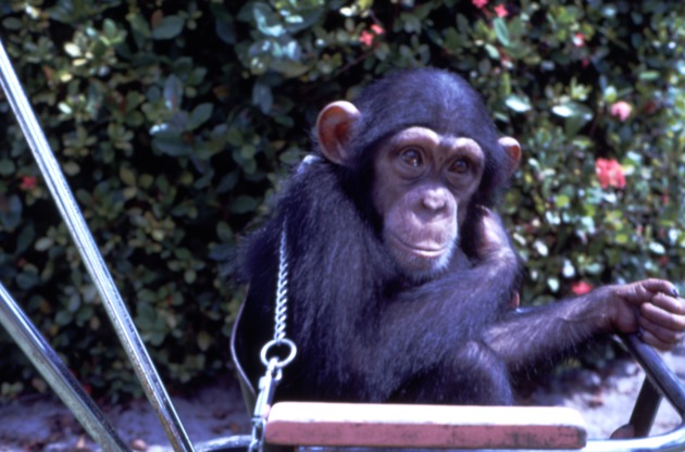 Chimpanzee seated in metal cart at Miami Metrozoo