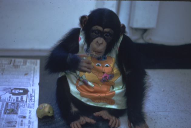 Chimpanzee Samantha wearing a shirt seated in room at Miami Metrozoo