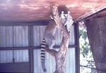 Two ring-tailed lemurs climbing on branch structure in their habitat at Miami Metrozoo