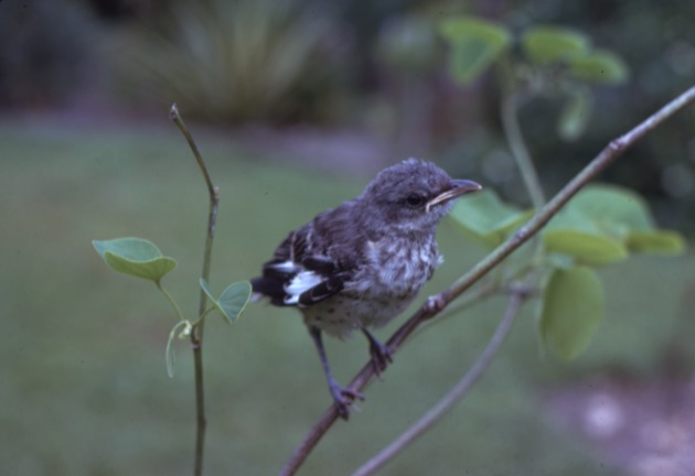 Young mockingbird perched on a branch at Miami Metrozoo