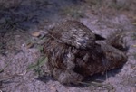 Sleeping potoo bird on the ground in its habitat at Miami Metrozoo