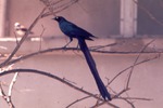Long tailed glossy starling perched on a branch at Miami Metrozoo