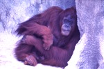 Adult female Bornean orangutan and her young at Miami Metrozoo