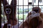 Two gibbons hanging on the bars of a cage at Miami Metrozoo