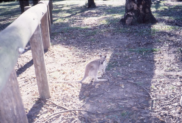 Young wallaby standing in its habitat at Miami Metrozoo