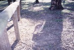 [1970/1990] Young wallaby standing in its habitat at Miami Metrozoo