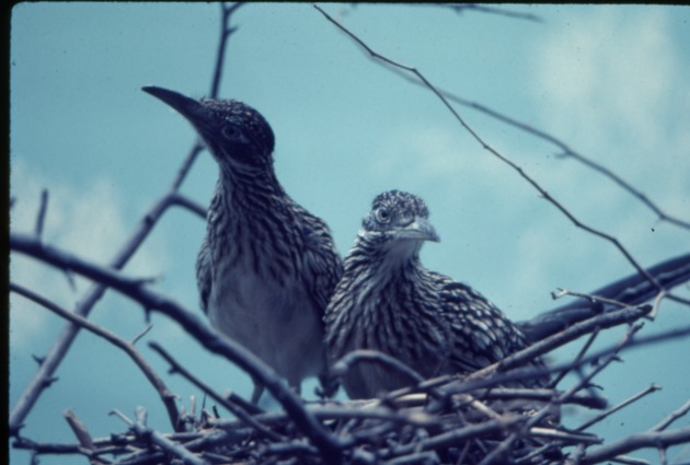 Two roadrunners perched in their nest at Miami Metrozoo