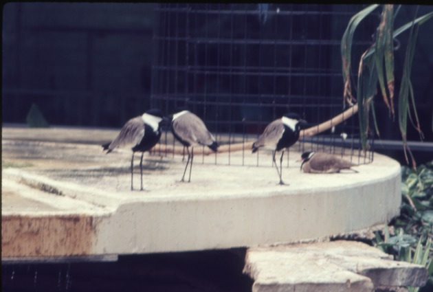 Flock of four Spur-winged plover gathered in their habitat at Miami Metrozoo